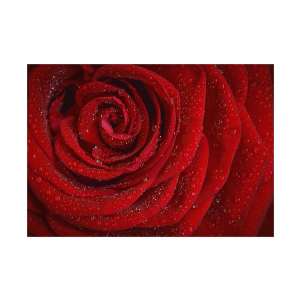 92408-92.jpg Red Rose Poster