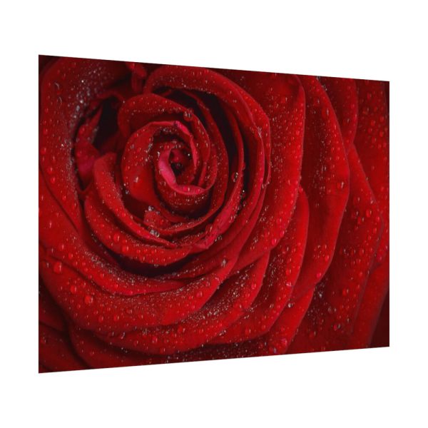 92408-94.jpg Red Rose Poster