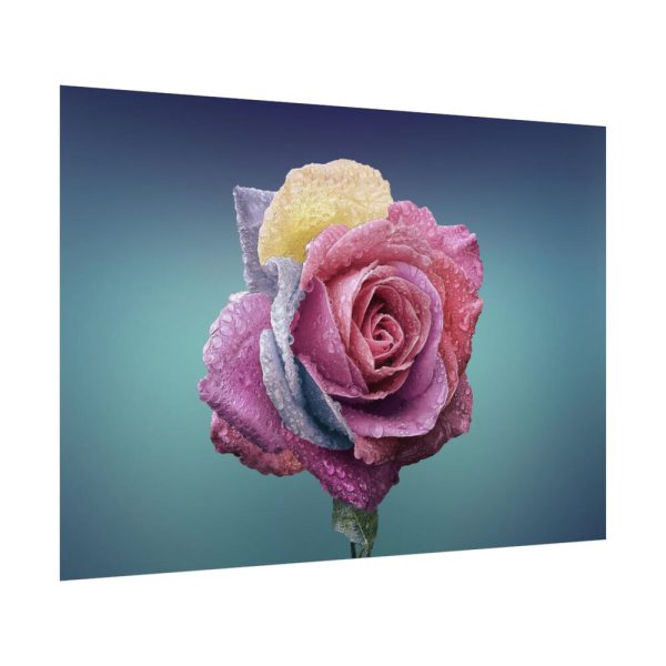 92408-98.jpg Multicolorful Rose Poster