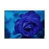 92409-112.jpg Blue Roses Poster
