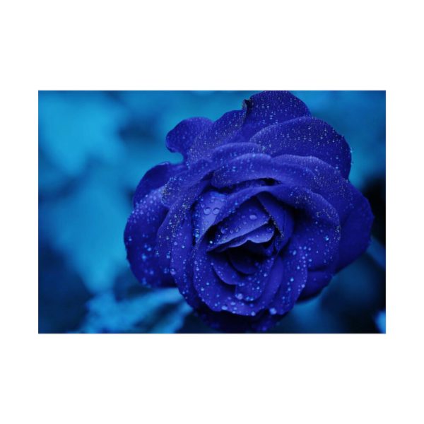 92409-112.jpg Blue Roses Poster
