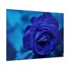 92409-114.jpg Blue Roses Poster