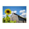 Sunflower and Farm Barn Poster