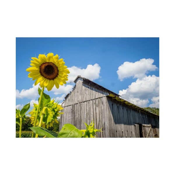 Sunflower and Farm Barn Poster