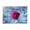 92409-120.jpg Garden Roses Poster