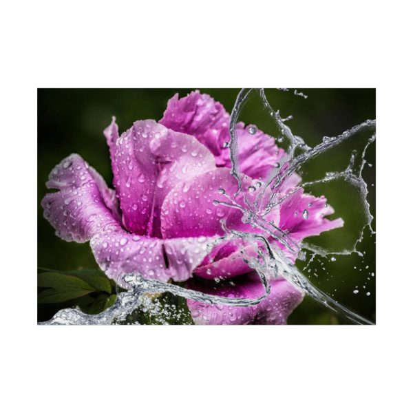 92409-124.jpg Rose Family Poster