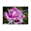 92409-125.jpg Rose Family Poster