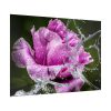 92409-126.jpg Rose Family Poster