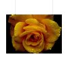 92409-129.jpg Drop of Water Poster
