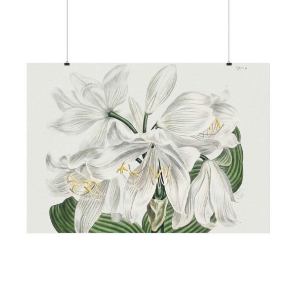 White Cape Coast Lily by Sydenham Edwards Poster