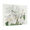 White Cape Coast Lily by Sydenham Edwards Poster