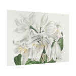 White Cape Coast Lily by Sydenham Edwards Poster - Image 7