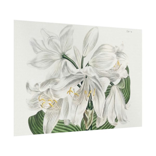 White Cape Coast Lily by Sydenham Edwards Poster