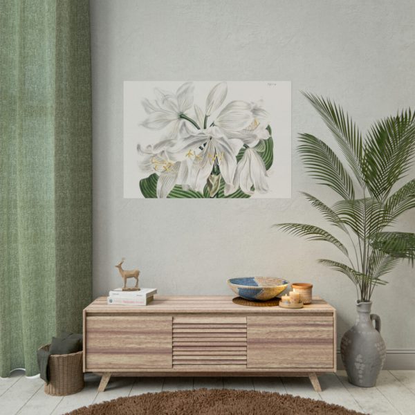 White Cape Coast Lily by Sydenham Edwards Poster