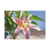 92409-172.jpg Pink Lily Poster