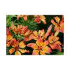 Orange Lily Poster