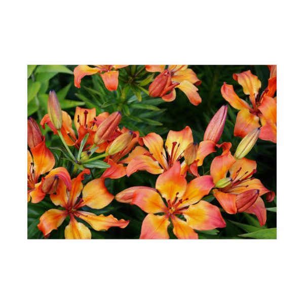 Orange Lily Poster