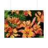 Orange Lily Poster