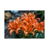 Orange Flower Poster