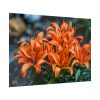 Orange Flower Poster