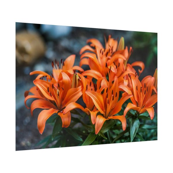 Orange Flower Poster