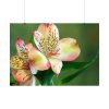 Lily of the Incas Poster