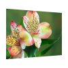 Lily of the Incas Poster