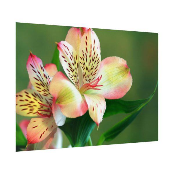 Lily of the Incas Poster