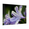 Purple White Glowing Lily Poster