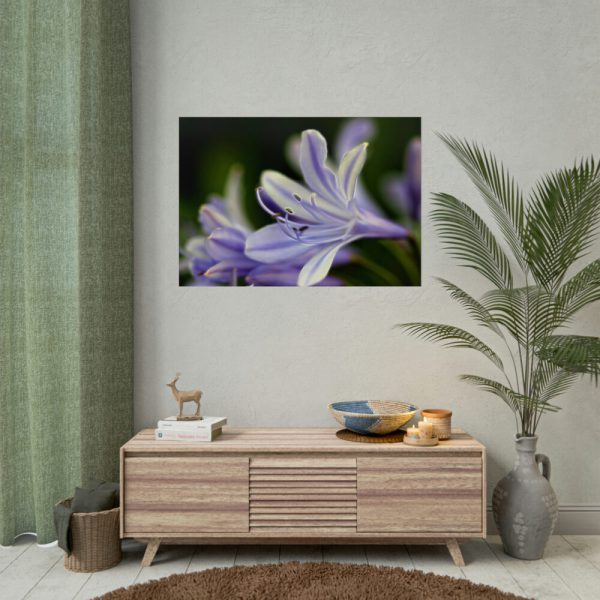 Purple White Glowing Lily Poster