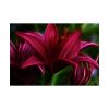 Pink Bloom Lily Poster
