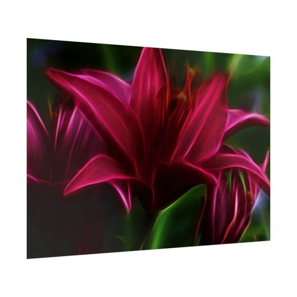 Pink Bloom Lily Poster