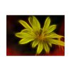 Yellow Flower Poster