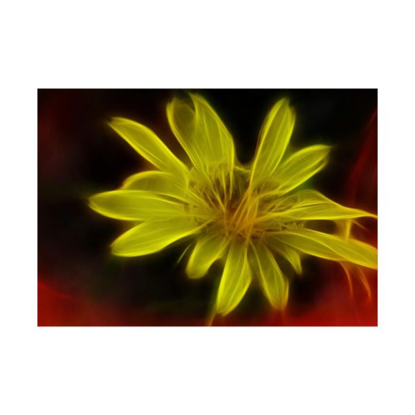 Yellow Flower Poster