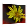 Yellow Flower Poster