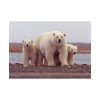 92409-200.jpg Polar Mama Bear and Cubs Poster