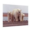 92409-202.jpg Polar Mama Bear and Cubs Poster
