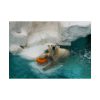 Polar Bear in Water Poster