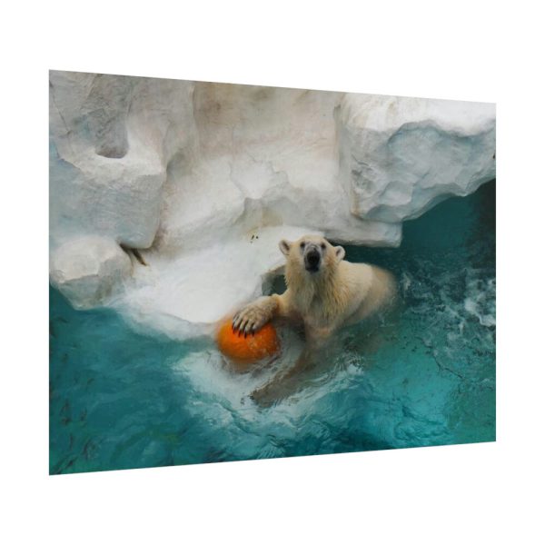 Polar Bear in Water Poster