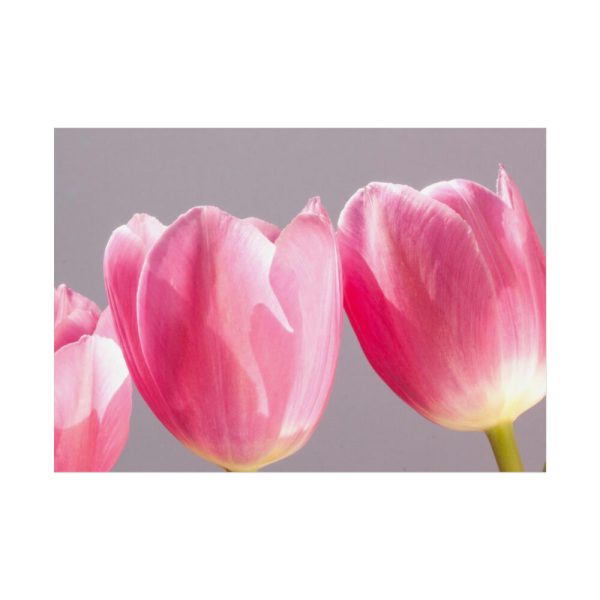 92409-212.jpg Pink Tulip Poster