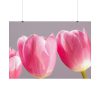 92409-213.jpg Pink Tulip Poster