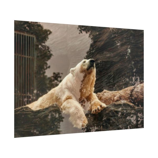 92409-222.jpg Polar Bear in Zoo Poster