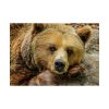 92409-228.jpg Bear is Resting Poster