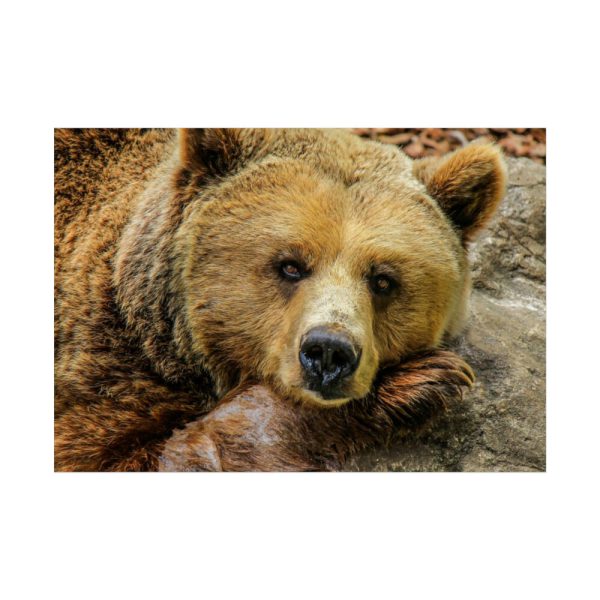 92409-228.jpg Bear is Resting Poster
