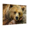 92409-230.jpg Bear is Resting Poster