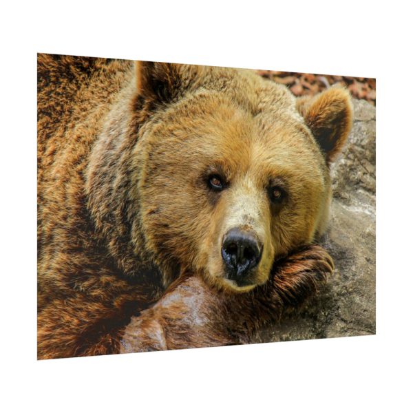 92409-230.jpg Bear is Resting Poster