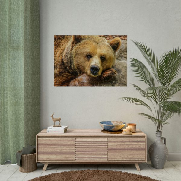 92409-231.jpg Bear is Resting Poster