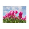 Tulip Beauty Poster
