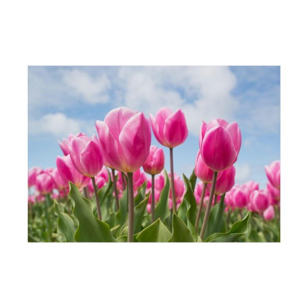 Tulip Beauty Poster