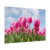 Tulip Beauty Poster